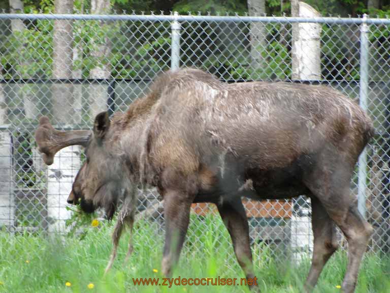 103: Alaska Zoo - Anchorage - Moose