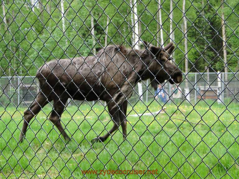 105: Alaska Zoo - Anchorage - Moose