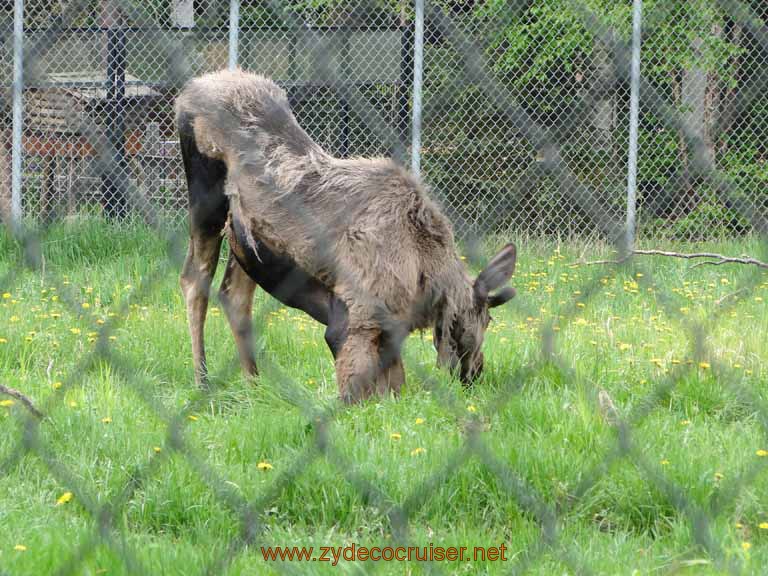 106: Alaska Zoo - Anchorage - Moose