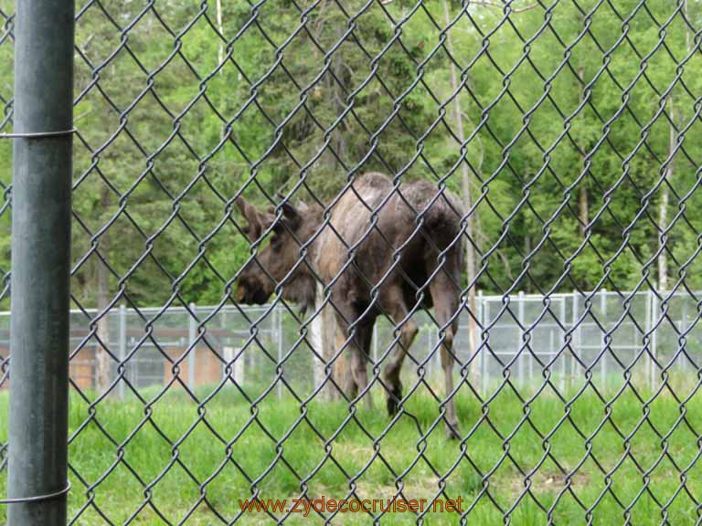 107: Alaska Zoo - Anchorage - Moose