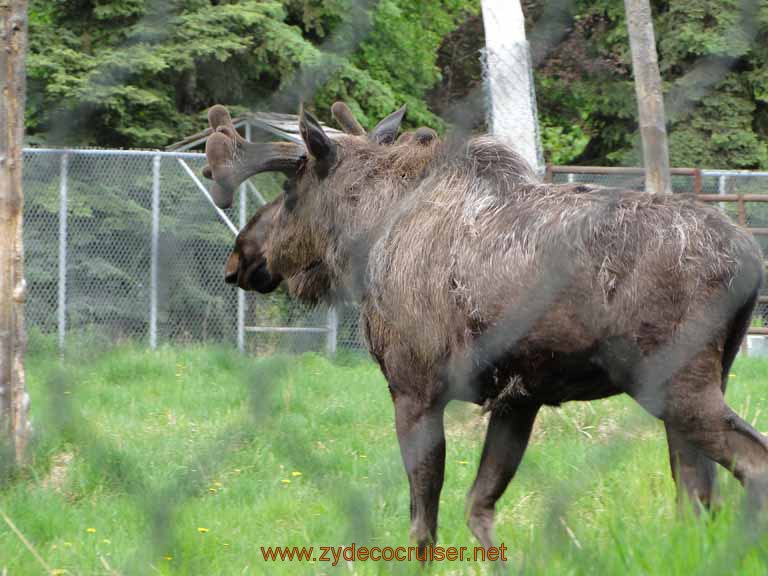 108: Alaska Zoo - Anchorage - Moose