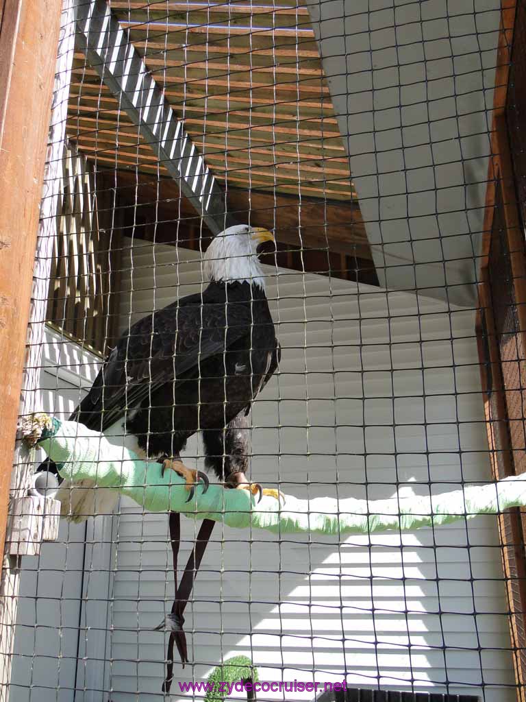 013: Sitka - Alaska Raptor Center - Volta - Bald Eagle