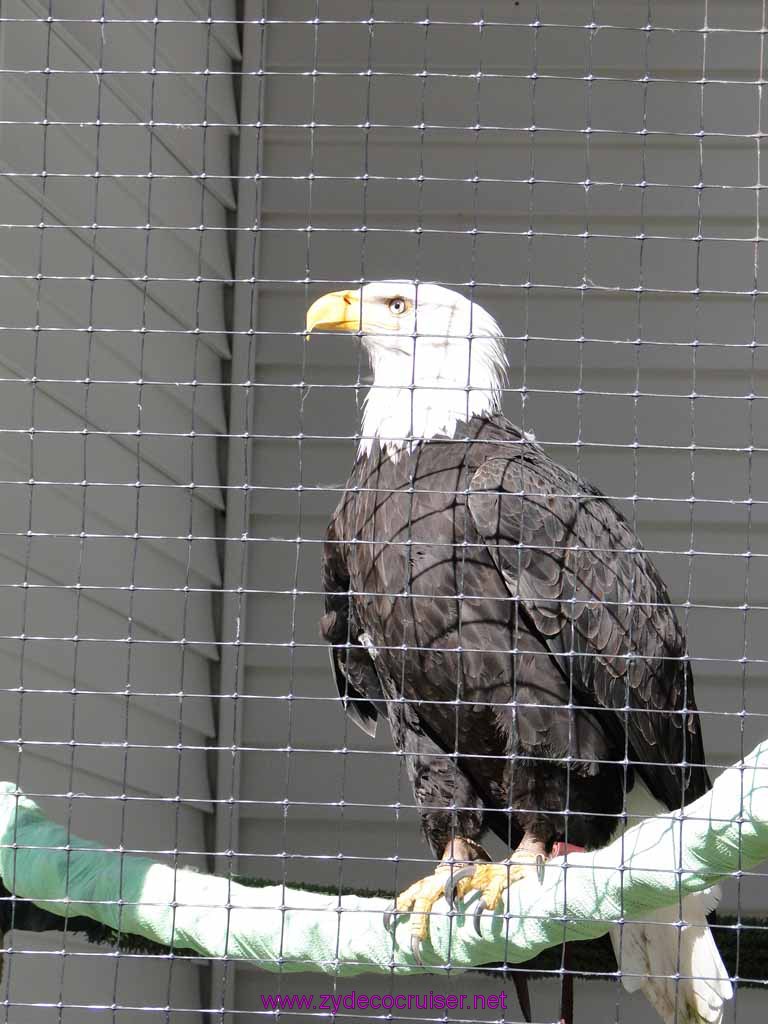 015: Sitka - Alaska Raptor Center - Volta - Bald Eagle
