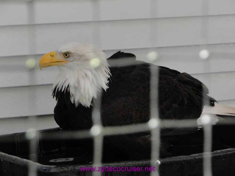 020: Sitka - Alaska Raptor Center - Bald Eagle