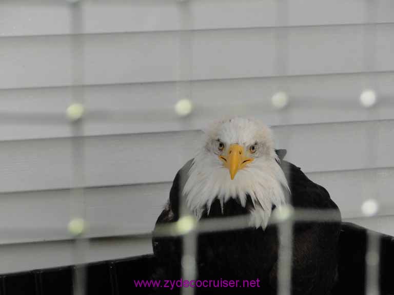 021: Sitka - Alaska Raptor Center - Bald Eagle