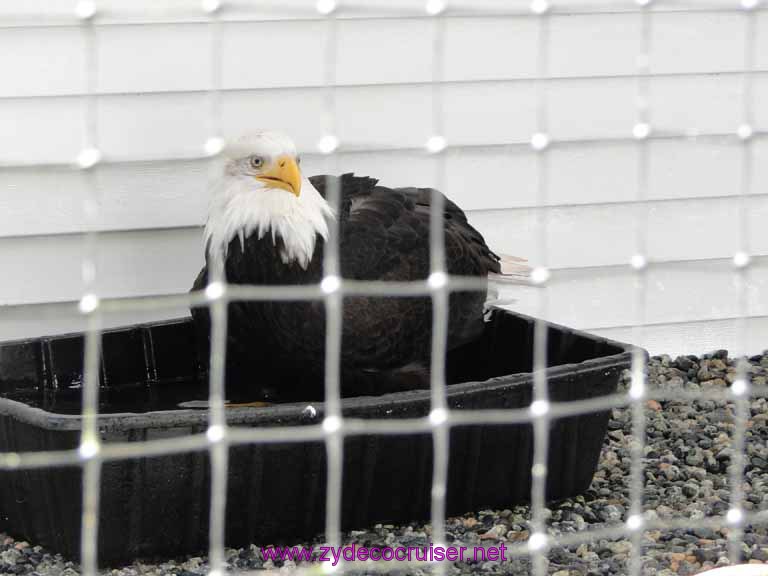 023: Sitka - Alaska Raptor Center - Bald Eagle
