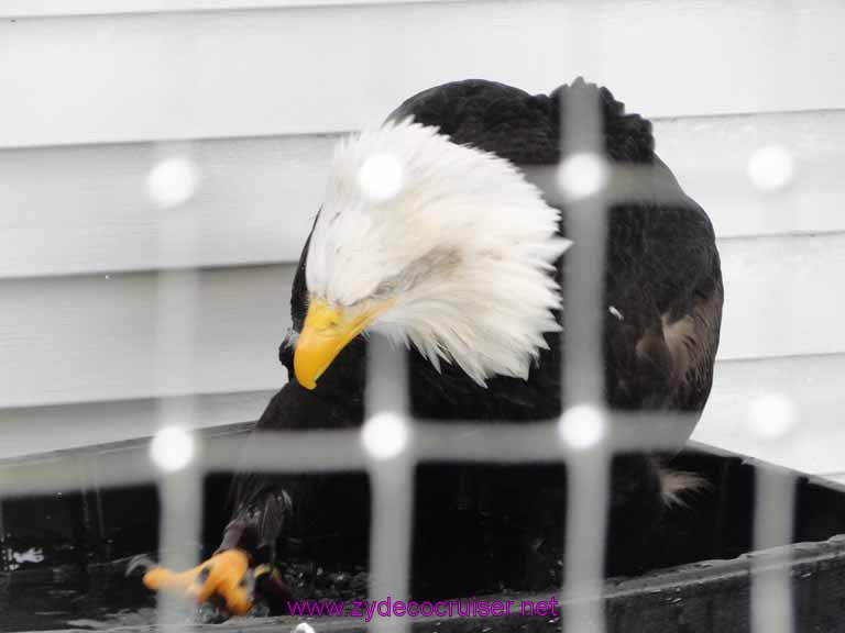 024: Sitka - Alaska Raptor Center - Bald Eagle