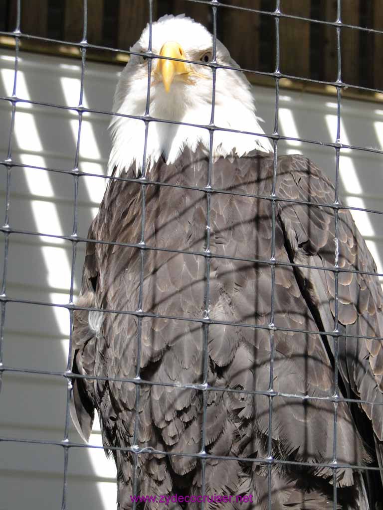 025: Sitka - Alaska Raptor Center - Volta - Bald Eagle
