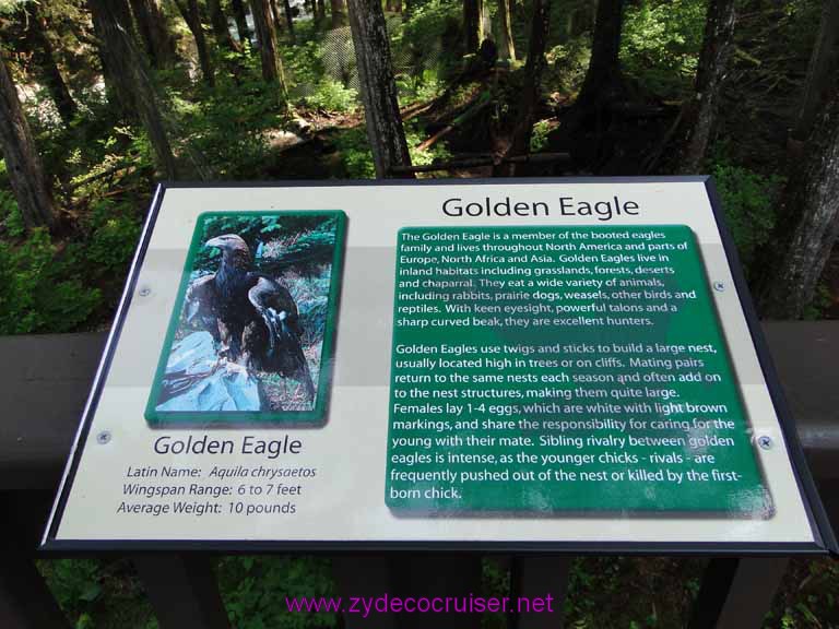 030: Sitka - Alaska Raptor Center - Golden Eagle