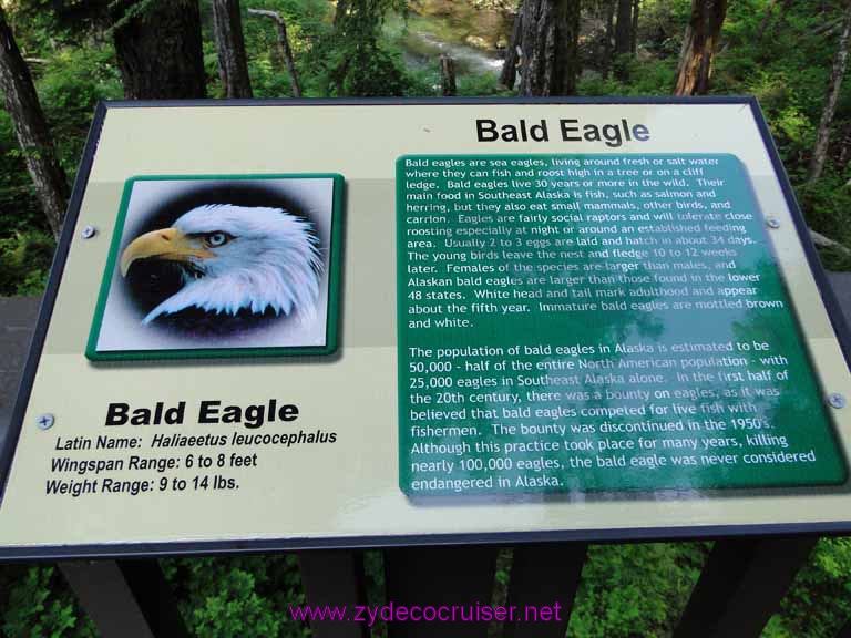 032: Sitka - Alaska Raptor Center - Bald Eagle