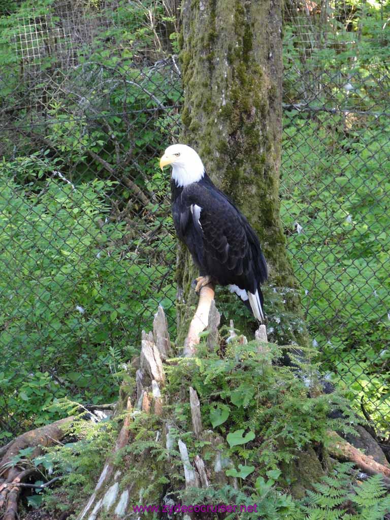 038: Sitka - Alaska Raptor Center - Bald Eagle