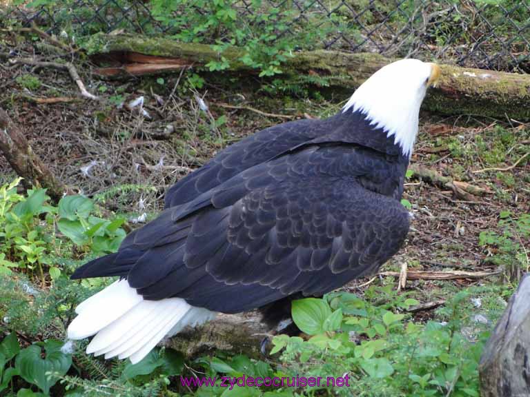 040: Sitka - Alaska Raptor Center - Bald Eagle
