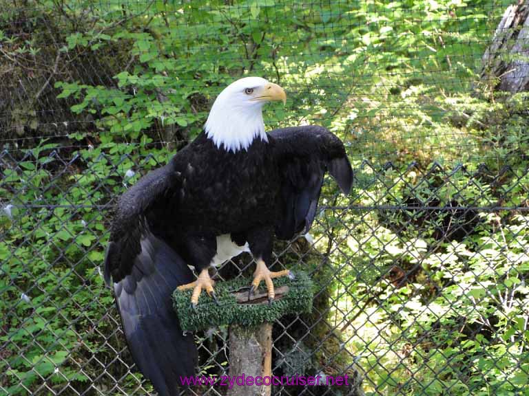 042: Sitka - Alaska Raptor Center - Bald Eagle