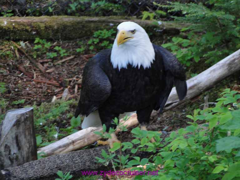 044: Sitka - Alaska Raptor Center - Bald Eagle