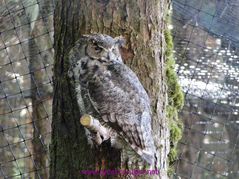 045: Sitka - Alaska Raptor Center - Great Horned Owl