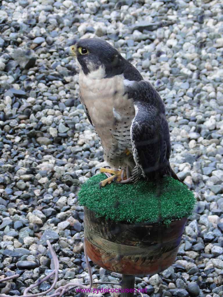 052: Sitka - Alaska Raptor Center - Peregrine Falcon