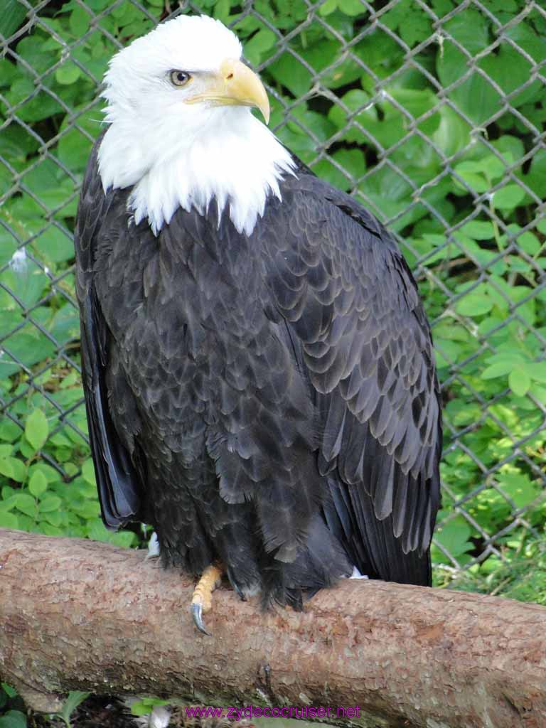 055: Sitka - Alaska Raptor Center - Bald Eagle
