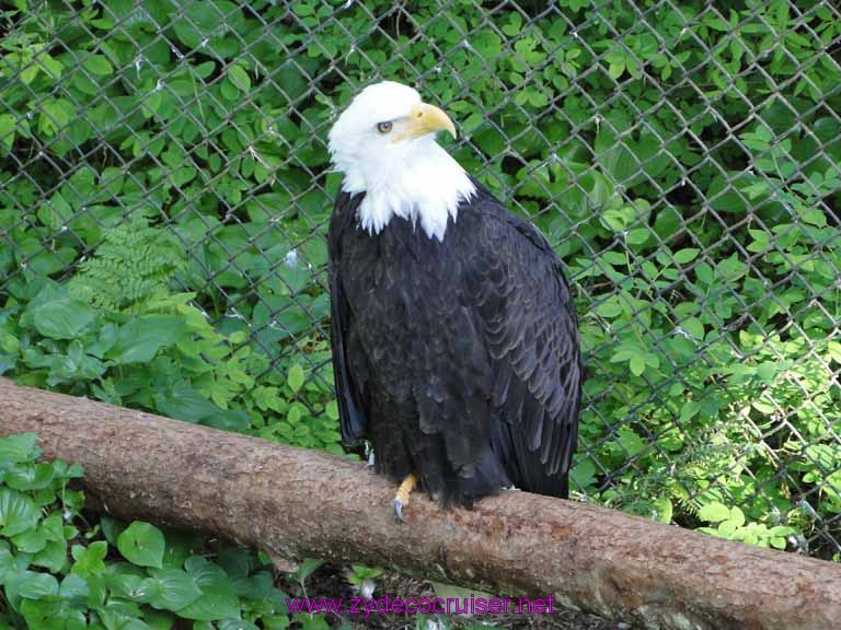 056: Sitka - Alaska Raptor Center - Bald Eagle