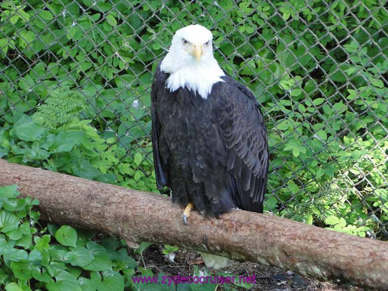 057: Sitka - Alaska Raptor Center - Bald Eagle
