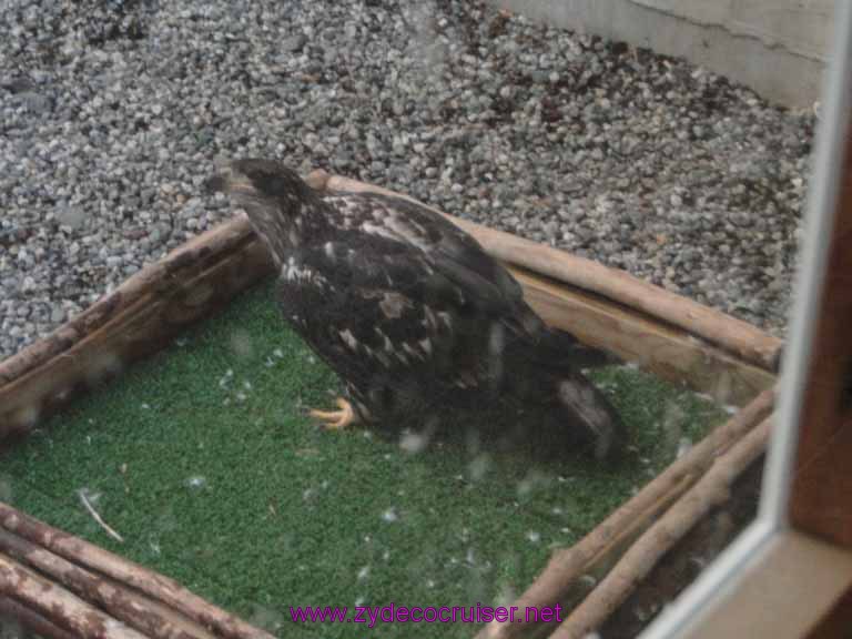 059: Sitka - Alaska Raptor Center - Immature Eagle