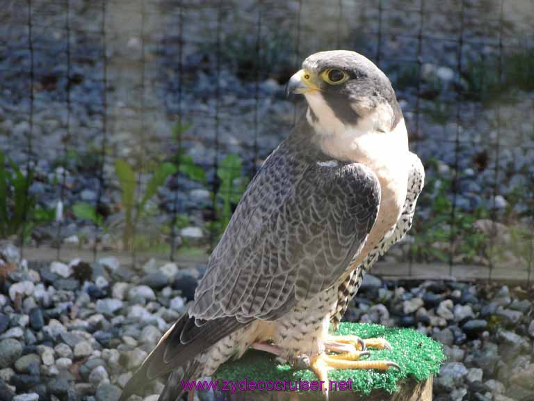 069: Sitka - Alaska Raptor Center - Peregrine Falcon