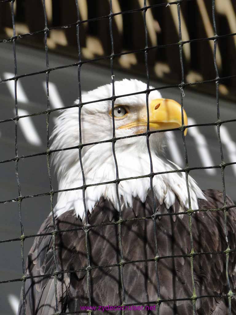 077: Sitka - Alaska Raptor Center - Volta - Bald Eagle