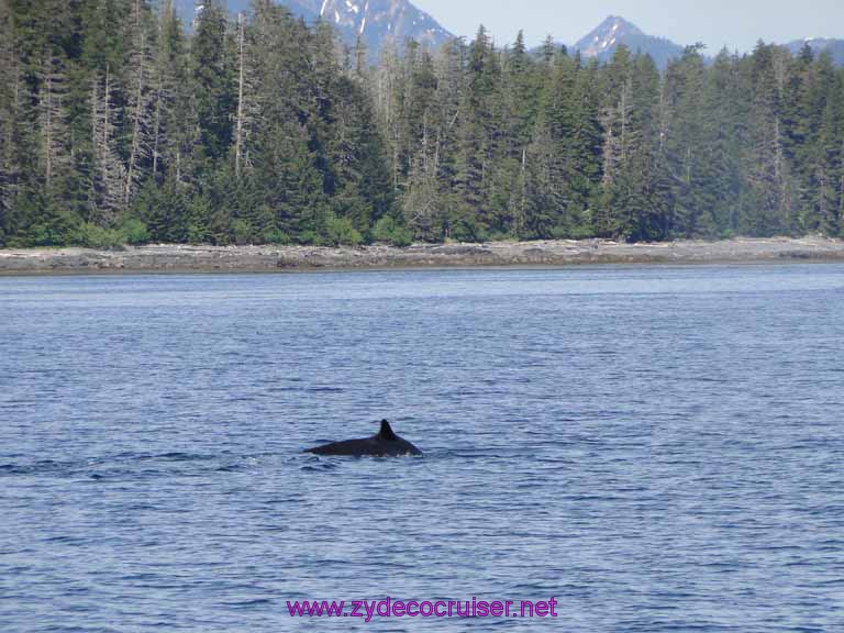 120: Sitka - Captain's Choice Wildlife Quest and Beach Exploration - Humpback Whale
