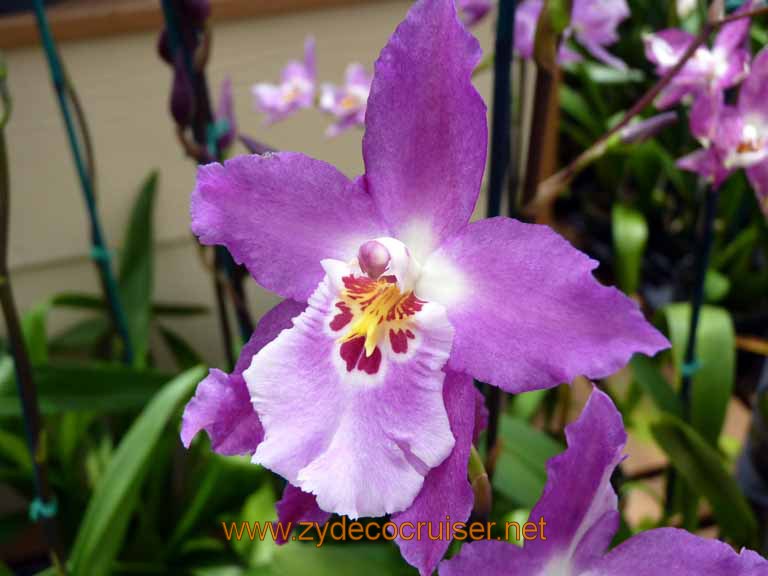 093: Carnival Spirit, Hilo, Hawaii, Hawaii, Akatsuka Orchid Gardens