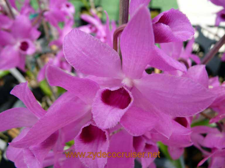 113: Carnival Spirit, Hilo, Hawaii, Hawaii, Akatsuka Orchid Gardens
