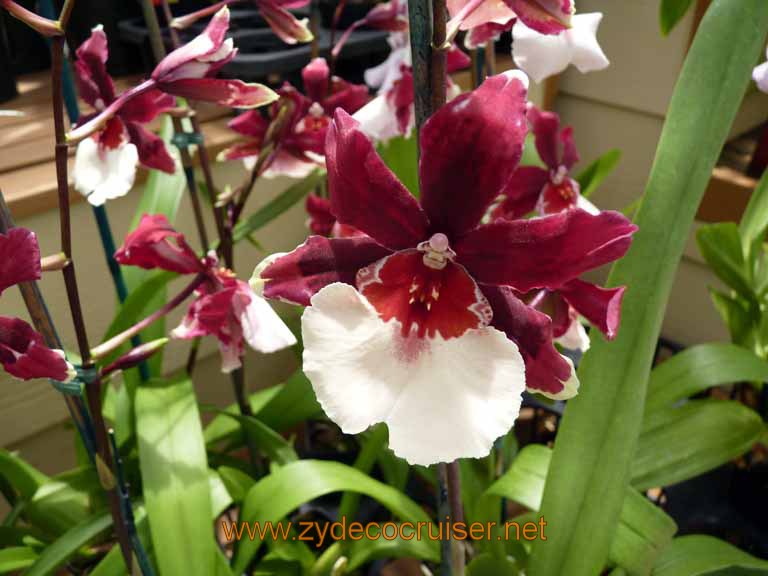 118: Carnival Spirit, Hilo, Hawaii, Hawaii, Akatsuka Orchid Gardens