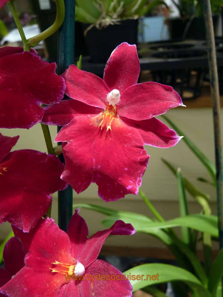 119: Carnival Spirit, Hilo, Hawaii, Hawaii, Akatsuka Orchid Gardens