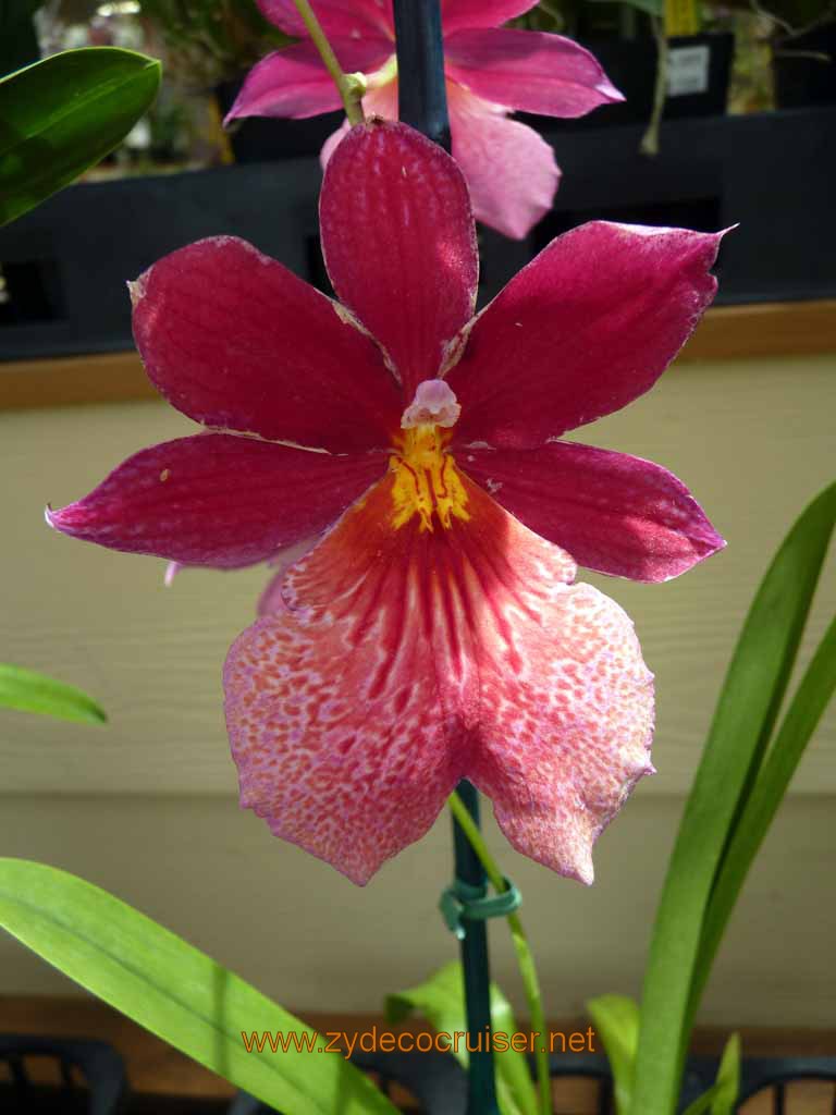 120: Carnival Spirit, Hilo, Hawaii, Hawaii, Akatsuka Orchid Gardens