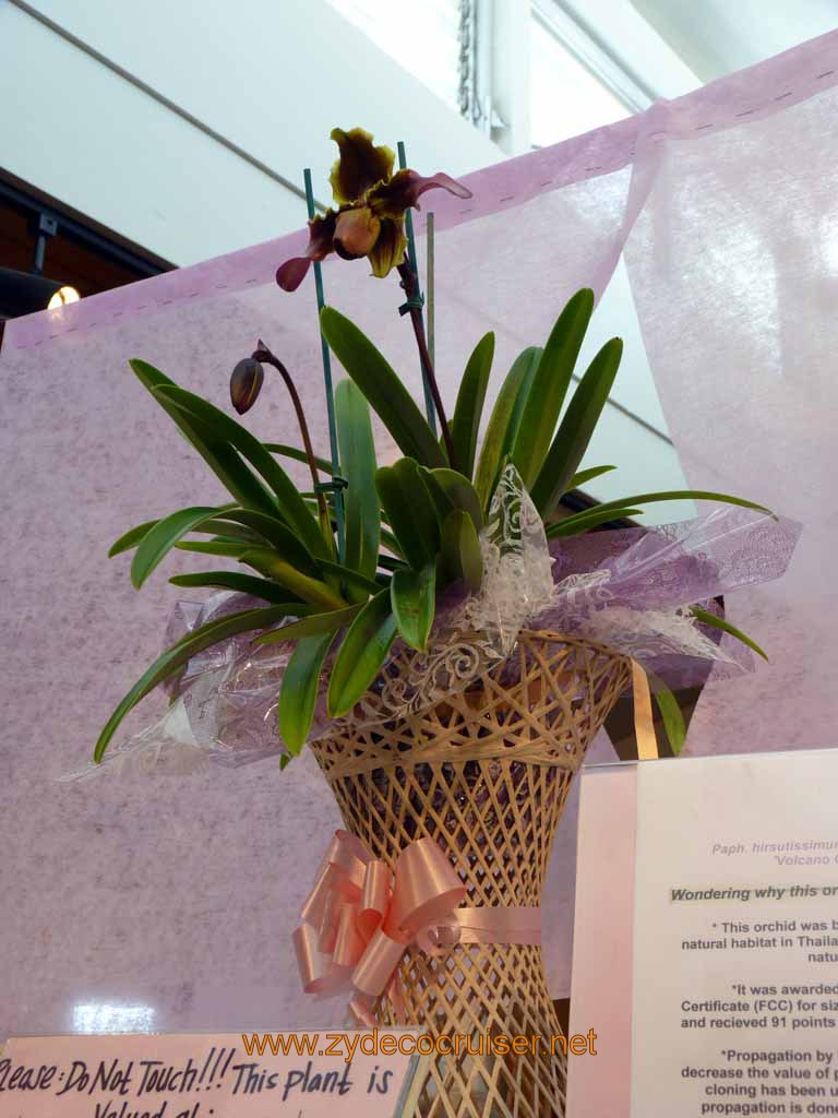 124: Carnival Spirit, Hilo, Hawaii, Hawaii, Akatsuka Orchid Gardens, The $20,00 Orchid Plant