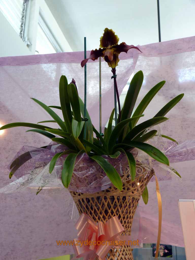 126: Carnival Spirit, Hilo, Hawaii, Hawaii, Akatsuka Orchid Gardens, $20k orchid