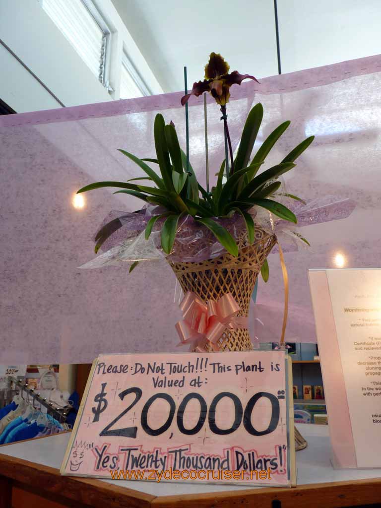 127: Carnival Spirit, Hilo, Hawaii, Hawaii, Akatsuka Orchid Gardens, Yes, $20,000 orchid