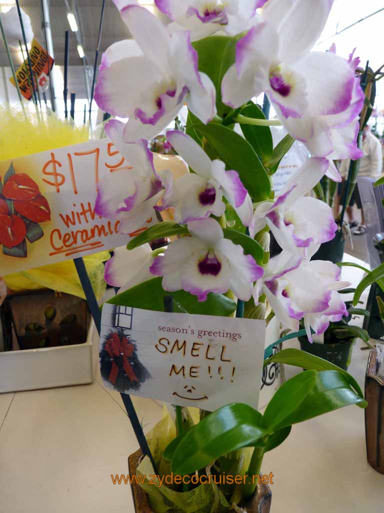 129: Carnival Spirit, Hilo, Hawaii, Hawaii, Akatsuka Orchid Gardens, season's greetings. Smell Me !!!