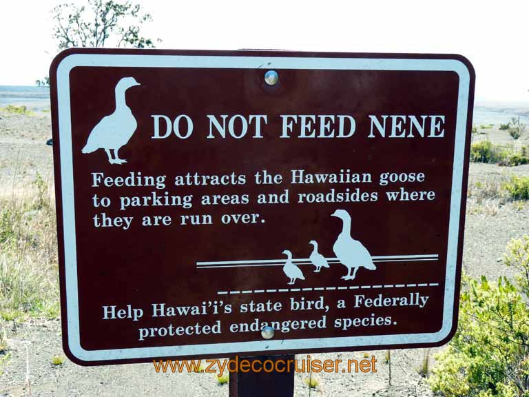 140: Carnival Spirit, Hilo, Hawaii, Hawaii (Hawai'i) Volcanoes National Park, Do Not Feed NeNe