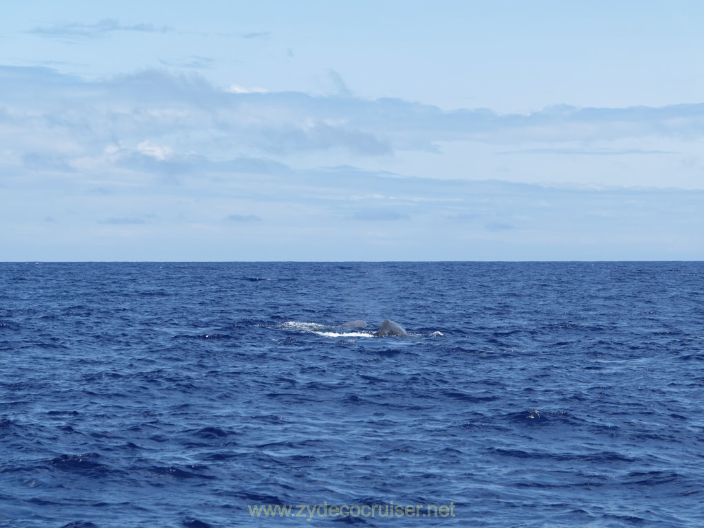 Carnival Venezia Transatlantic Cruise, Ponta Delgada, Moby Dick Whale and Dolphin Watching Tour, Sperm Whale