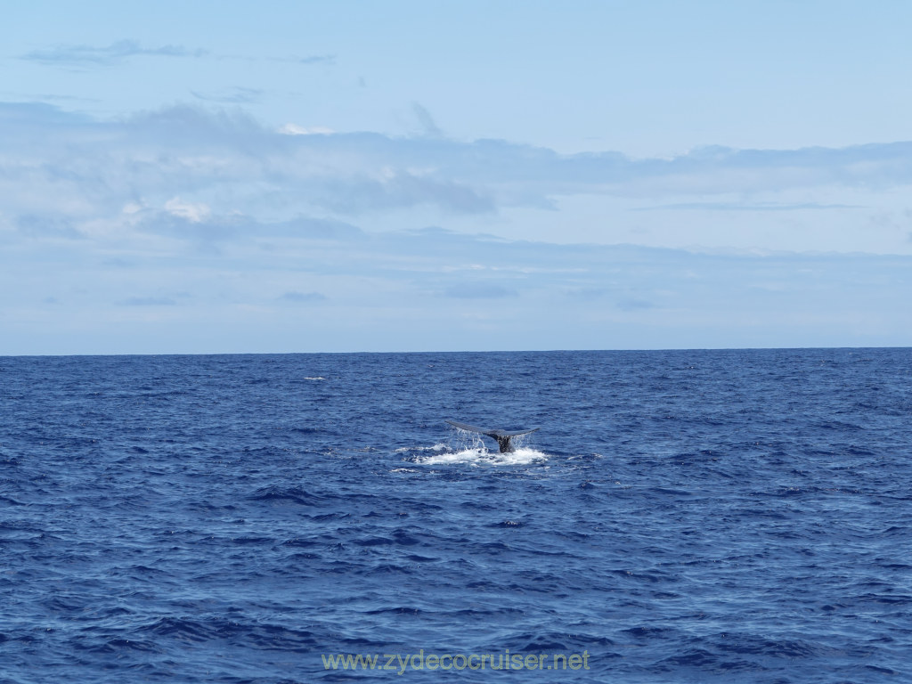 238: Carnival Venezia Transatlantic Cruise, Ponta Delgada, Moby Dick Whale and Dolphin Watching Tour, Sperm Whale, Fluke