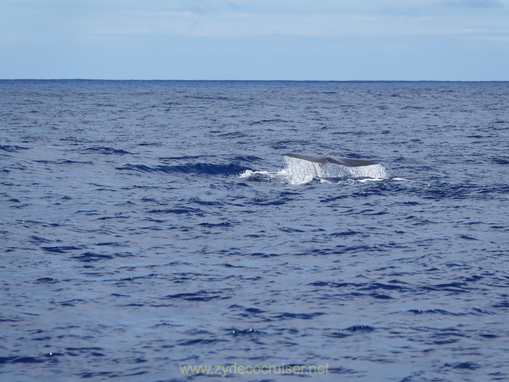 314: Carnival Venezia Transatlantic Cruise, Ponta Delgada, Moby Dick Whale and Dolphin Watching Tour, Sperm Whale, Fluke