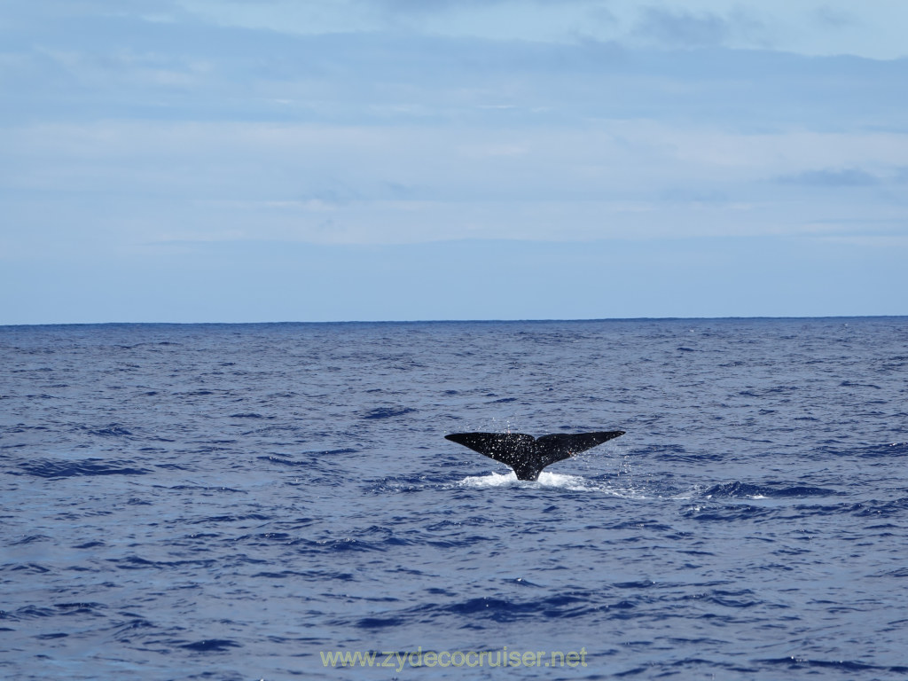 315: Carnival Venezia Transatlantic Cruise, Ponta Delgada, Moby Dick Whale and Dolphin Watching Tour, Sperm Whale, Fluke