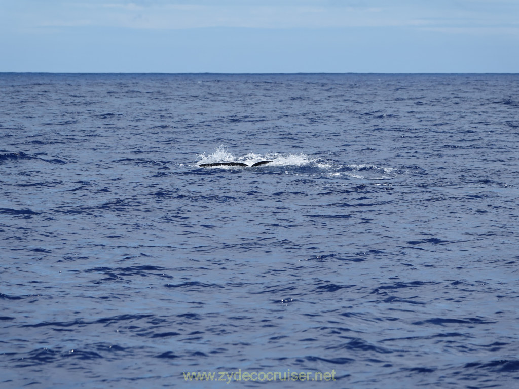 316: Carnival Venezia Transatlantic Cruise, Ponta Delgada, Moby Dick Whale and Dolphin Watching Tour, Sperm Whale, Fluke