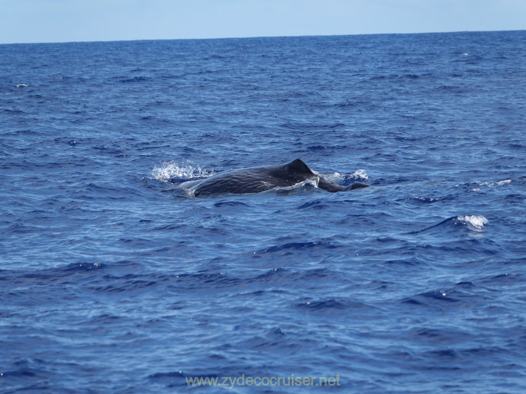 Carnival Venezia Transatlantic Cruise, Ponta Delgada, Moby Dick Whale and Dolphin Watching Tour, Sperm Whale