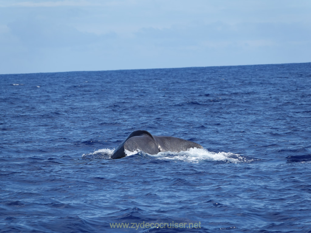 372: Carnival Venezia Transatlantic Cruise, Ponta Delgada, Moby Dick Whale and Dolphin Watching Tour, Sperm Whale, Fluke