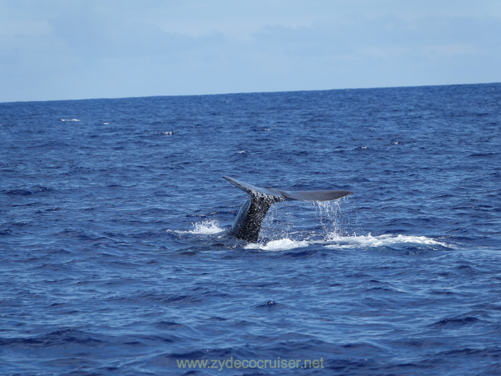 373: Carnival Venezia Transatlantic Cruise, Ponta Delgada, Moby Dick Whale and Dolphin Watching Tour, Sperm Whale, Fluke
