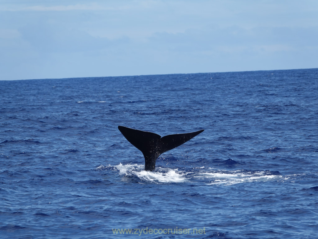374: Carnival Venezia Transatlantic Cruise, Ponta Delgada, Moby Dick Whale and Dolphin Watching Tour, Sperm Whale, Fluke