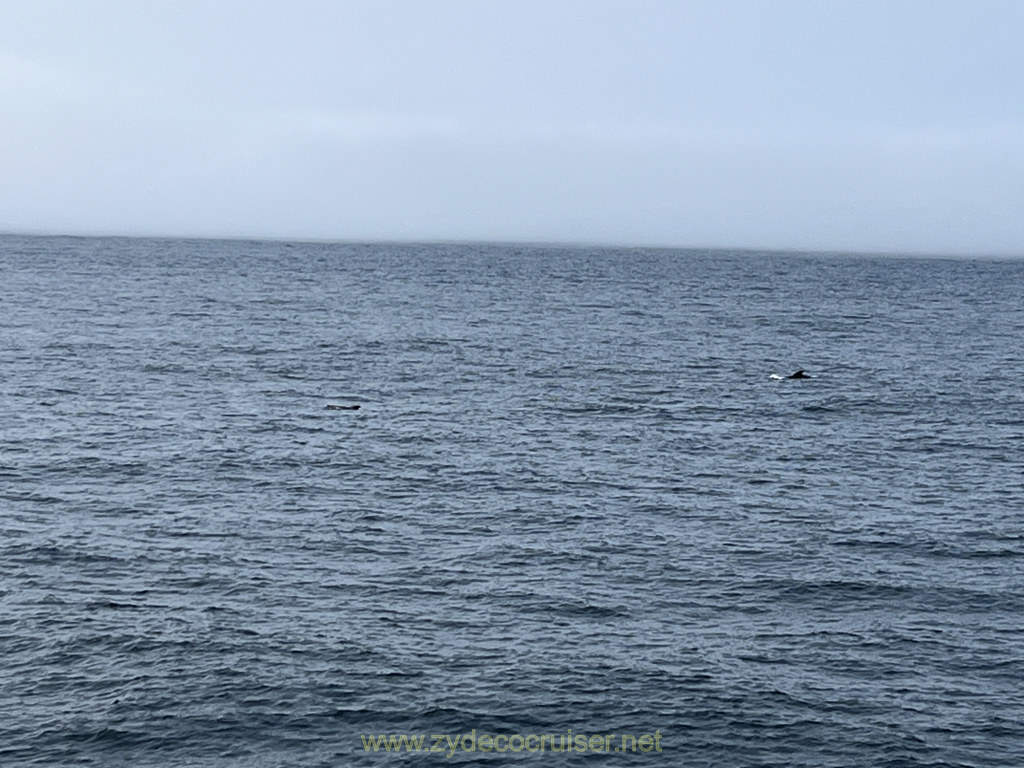 002: Carnival Venezia Transatlantic Cruise, Sea Day 8, Dolphins!