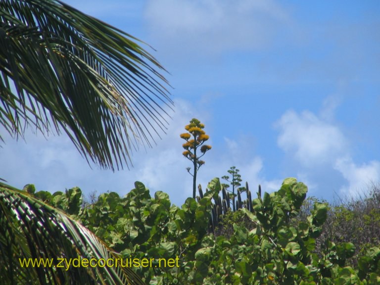 042: Carnival Liberty, Eli's Adventure Antigua Eco Tour, Ditto (blooming stalk)
