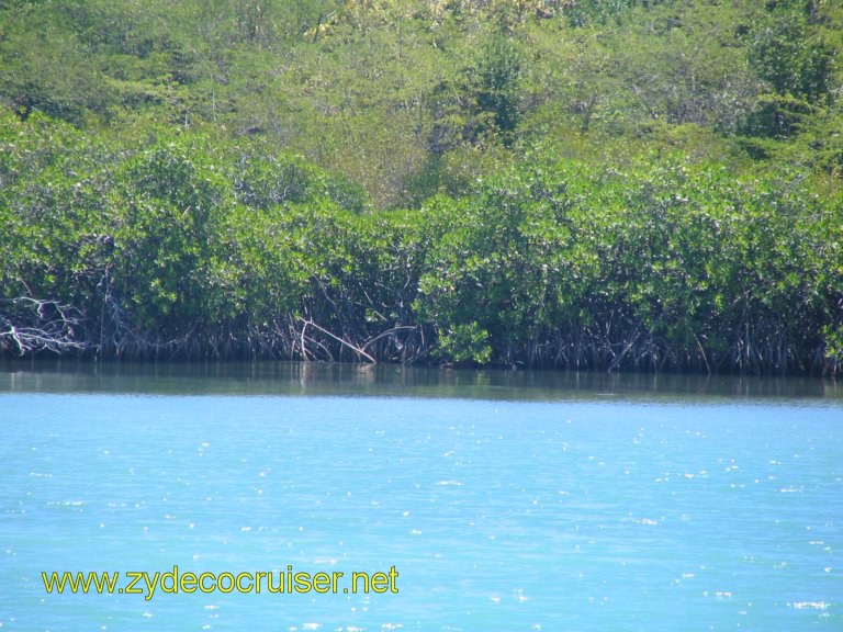 025: Carnival Liberty, Eli's Adventure Antigua Eco Tour, Onto a mangrove swamp.