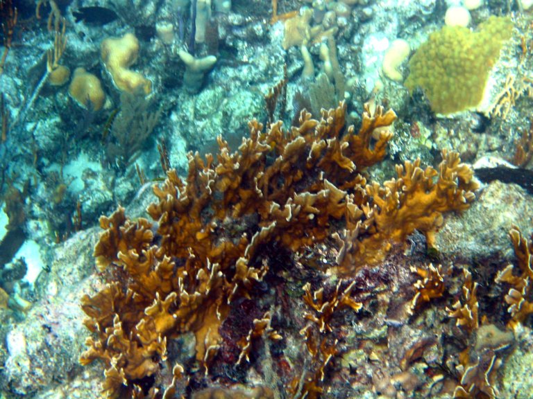 018: NCL Sun, Belize, Reef Snorkel and Banister Island, 